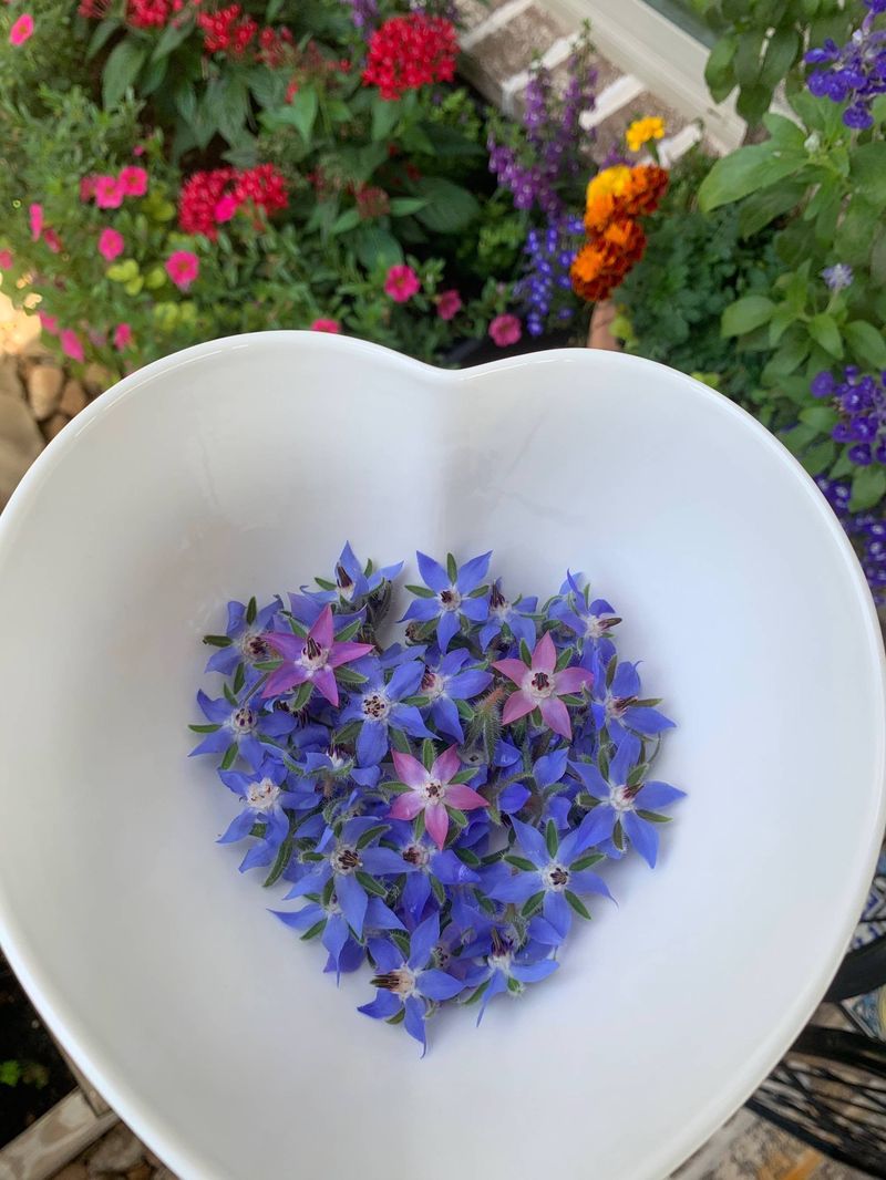 Edible Flowers And Leaves