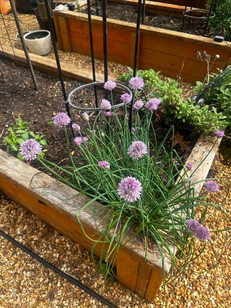 Chives (Allium schoenoprasum)