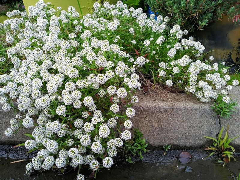 Sweet Alyssum Draws Aphid Eating Hoverflies