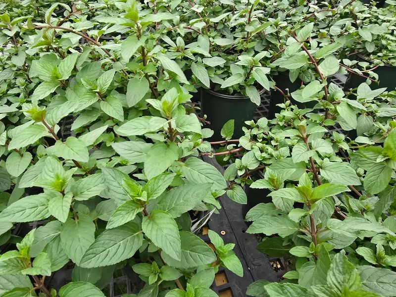 Mint Fast-Growing With Pollinator-Friendly Flowers