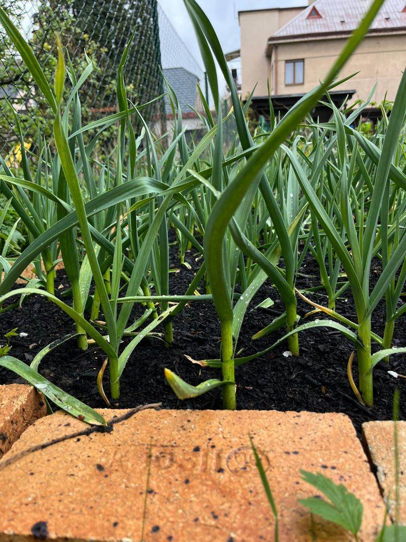 Garlic May Help Reduce Certain Pest Pressure
