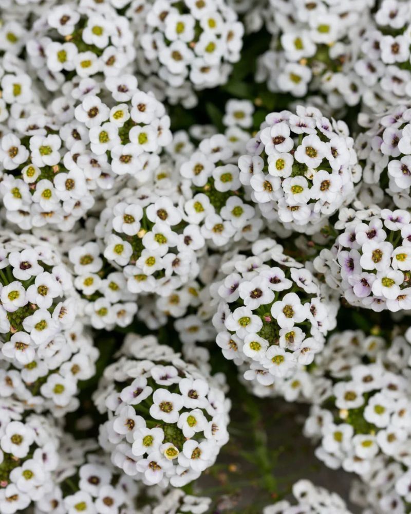 Alyssum With Early Nectar-Rich Blooms