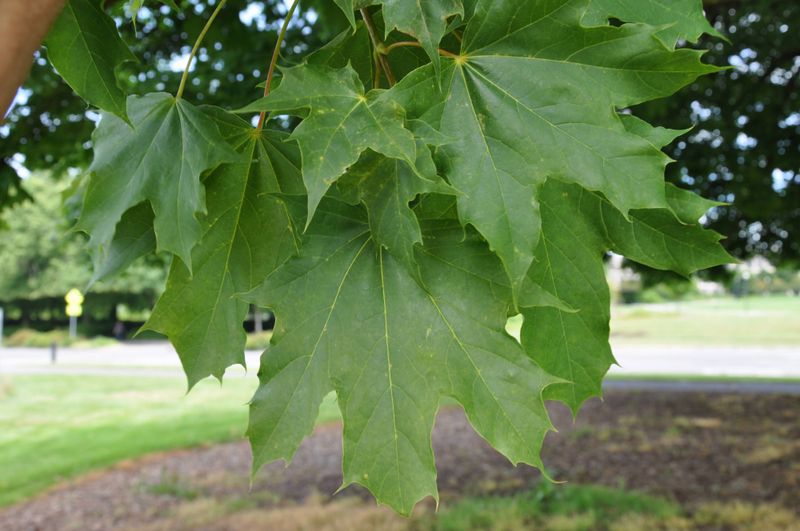 Norway Maple (Acer platanoides)