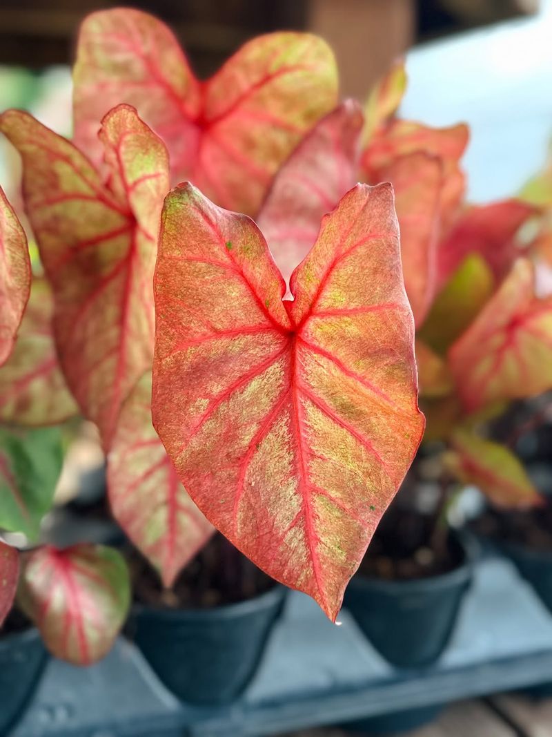 Caladium Brightens Dark Spaces With Color