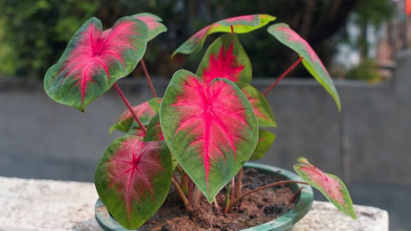Caladiums