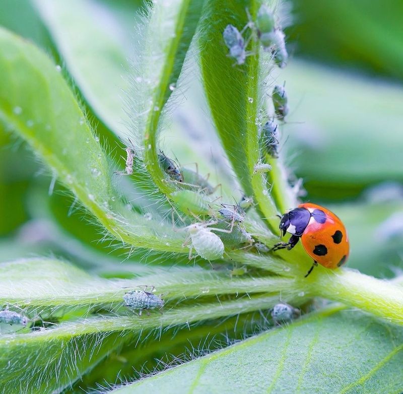 They Help Control Whiteflies And Other Soft Bodied Insects