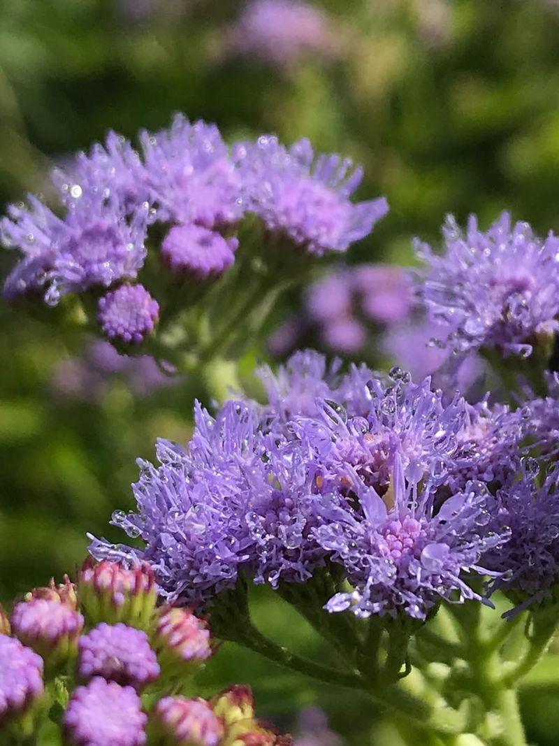 Blue Mistflower (Conoclinium Coelestinum)