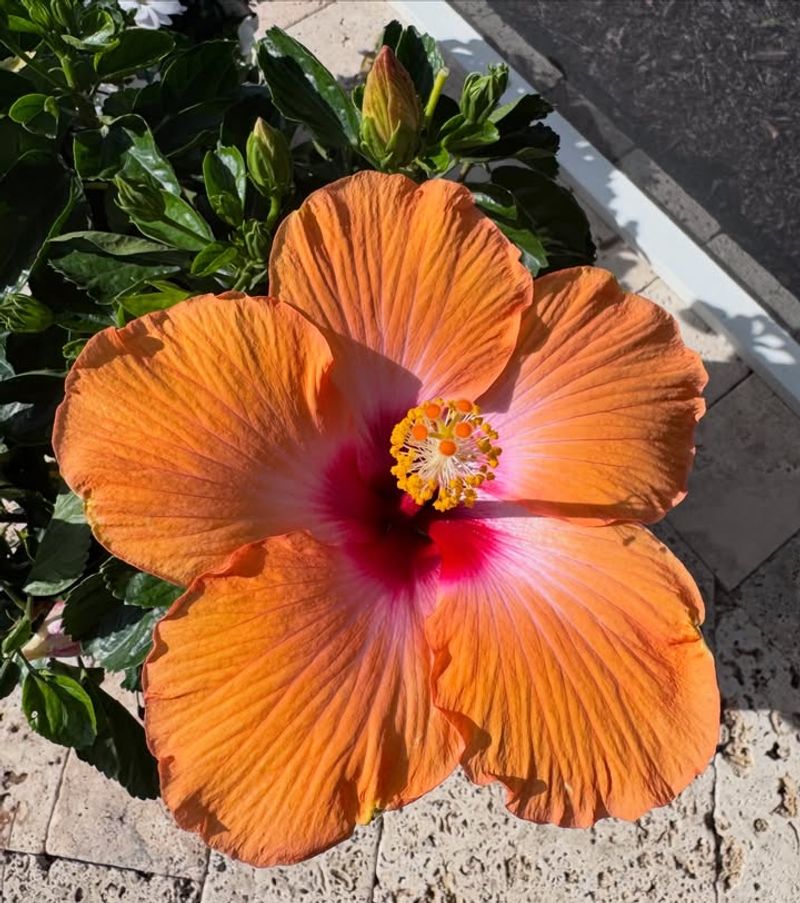 Hibiscus Performs Better With Nutrients As Growth Speeds Up