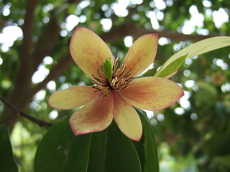Banana Shrub Brings Fragrance To Spots Oleander Cannot Improve