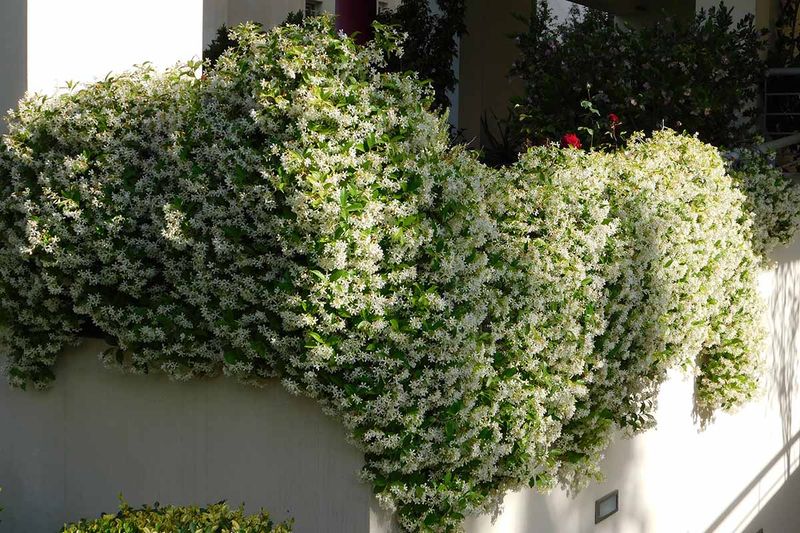 Star Jasmine Keeps More Flowers When Pruners Stay Put A Bit Longer
