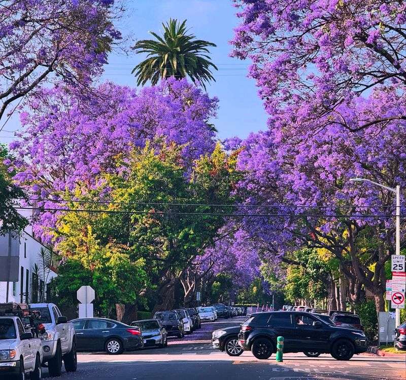 Jacaranda