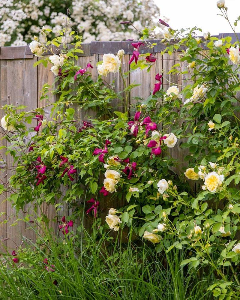 Climbing Roses