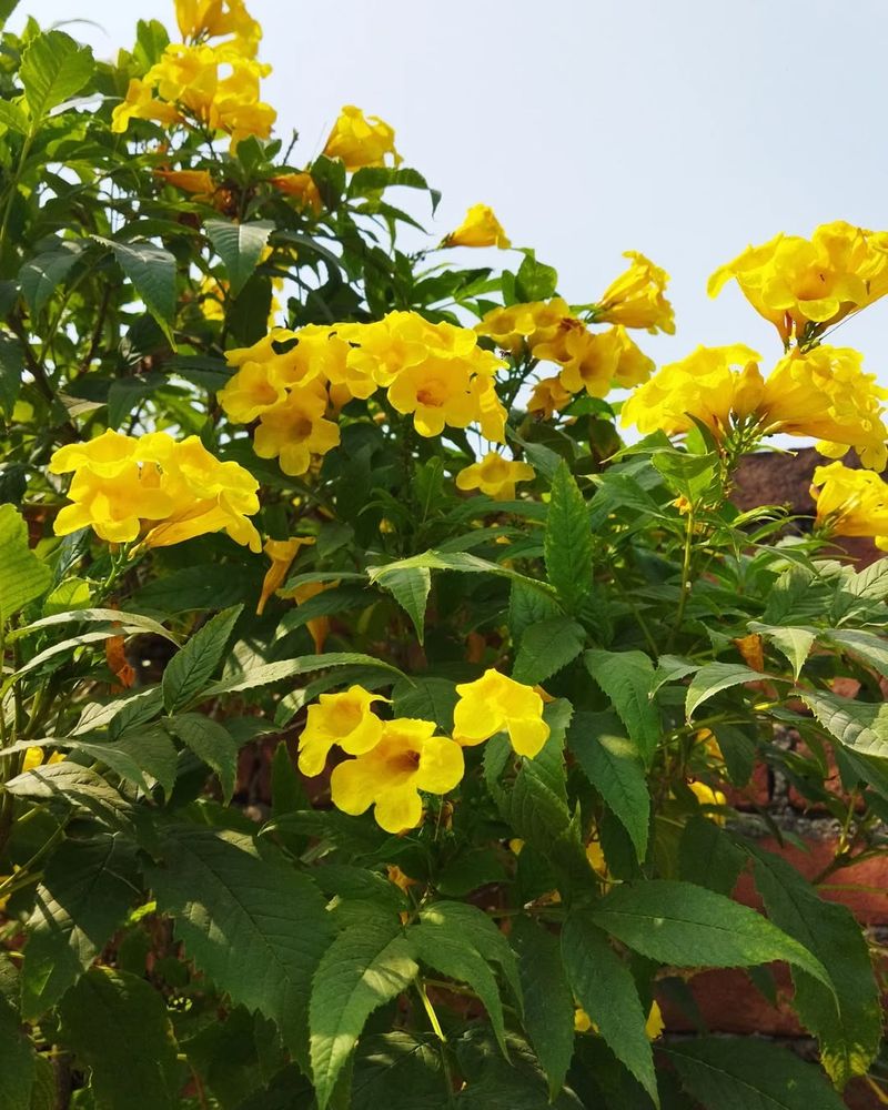 Yellow Bells Push Stronger Growth After Careful Pruning