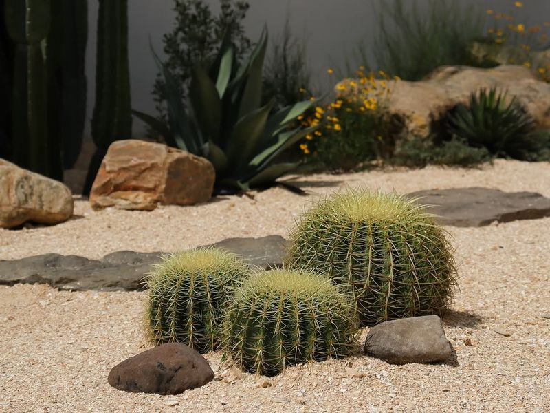 Cactus Thriving In Extreme Desert Conditions