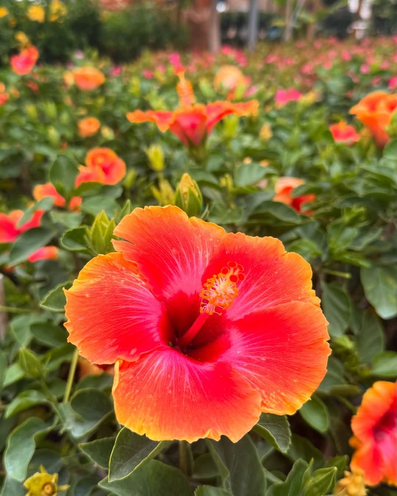 Hibiscus Offers Large Tropical Flowers