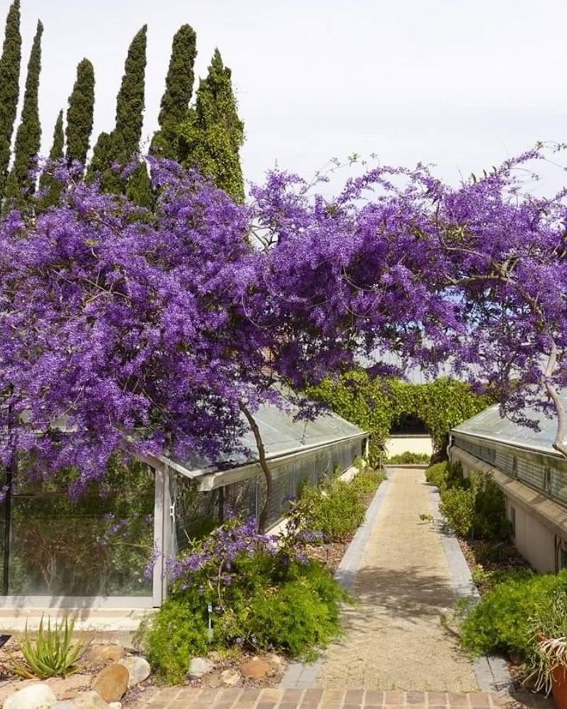 Queen's Wreath Covers Trellises Quickly With Strong Growth