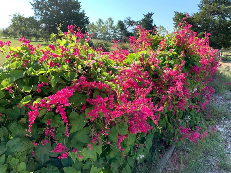 Coral Vine Spreading Quickly With Soft Pink Flowers