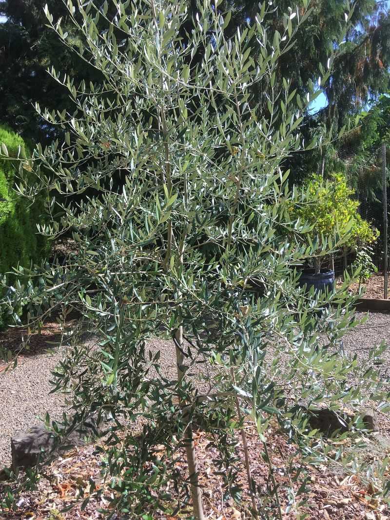 Olive Tree Struggling Without Heat And Dryness