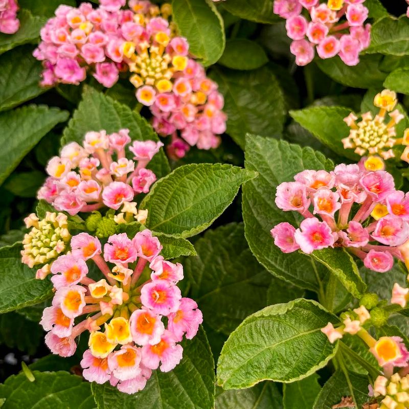 Lantana Performs Better Without Extra Fertilizer Late Spring
