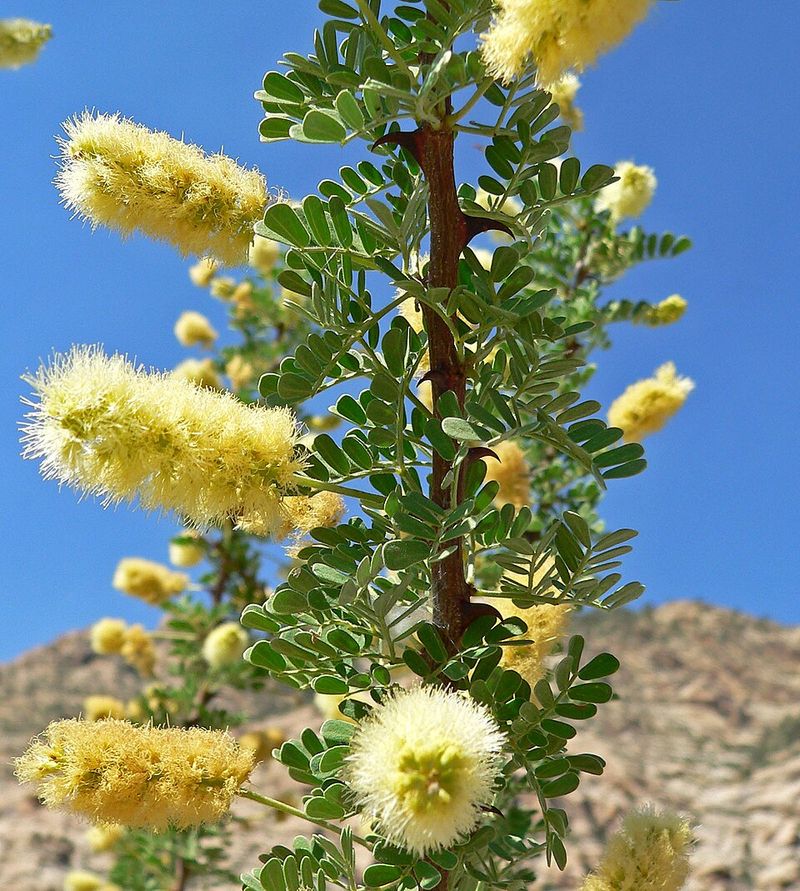 Catclaw Acacia Has Hooked Thorns That Snag Skin