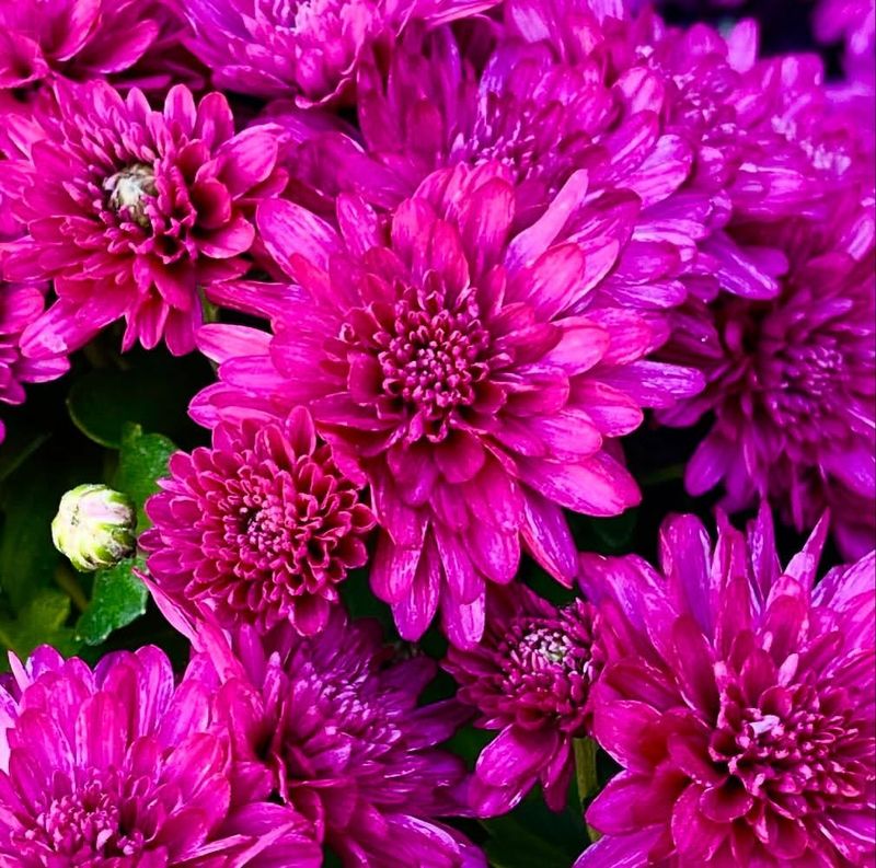 Chrysanthemum Starts Easily From Fresh Non Woody Growth