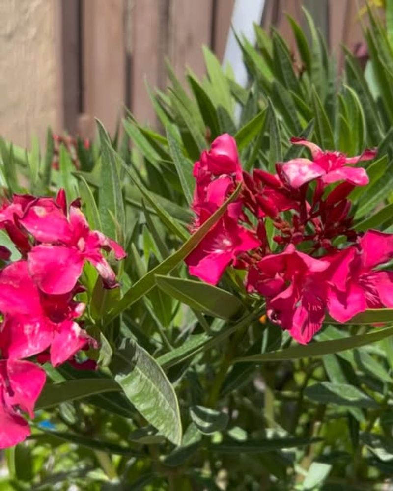 Oleander Uses Early Feeding To Support Fast Seasonal Growth