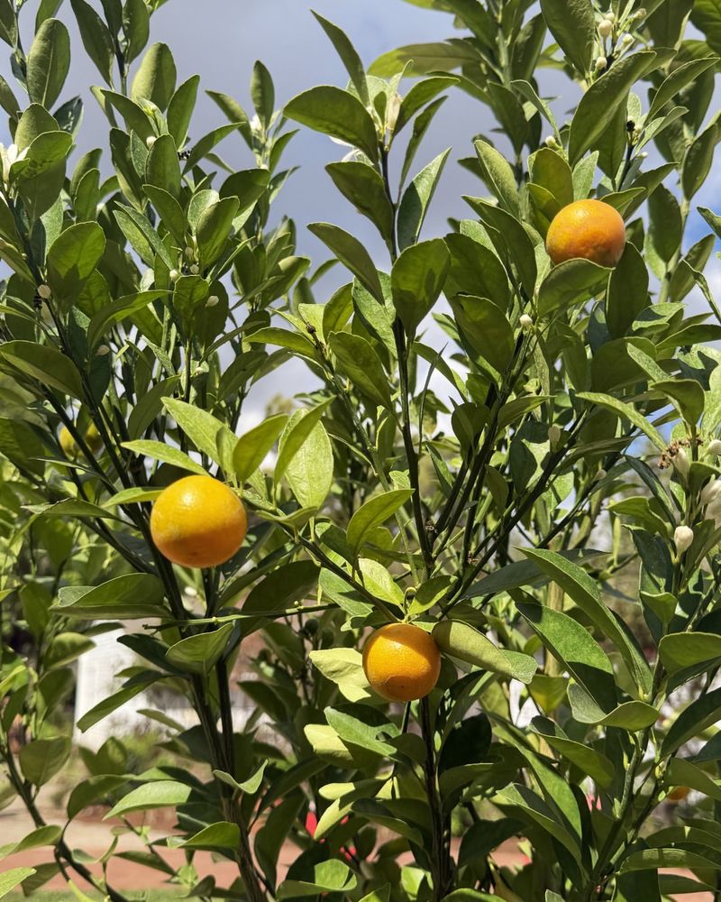 Citrus Trees Benefit From Fertilizing As Spring Growth Starts