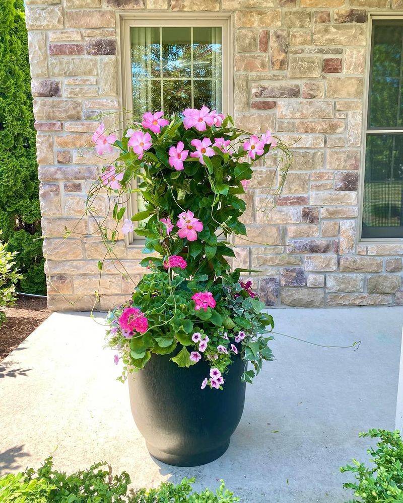 Mandevilla Climbs Well In Pots With Regular Water