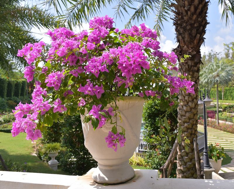 Full Sun Exposure Keeps Growth Strong And Blooming Consistently