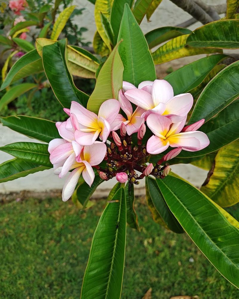 Plumeria Handles Heat With Regular Water