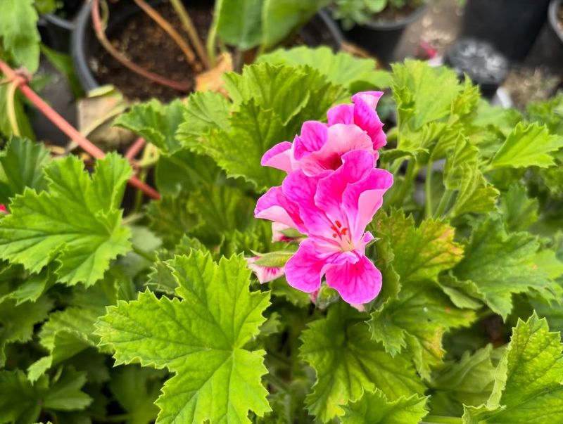 Geranium
