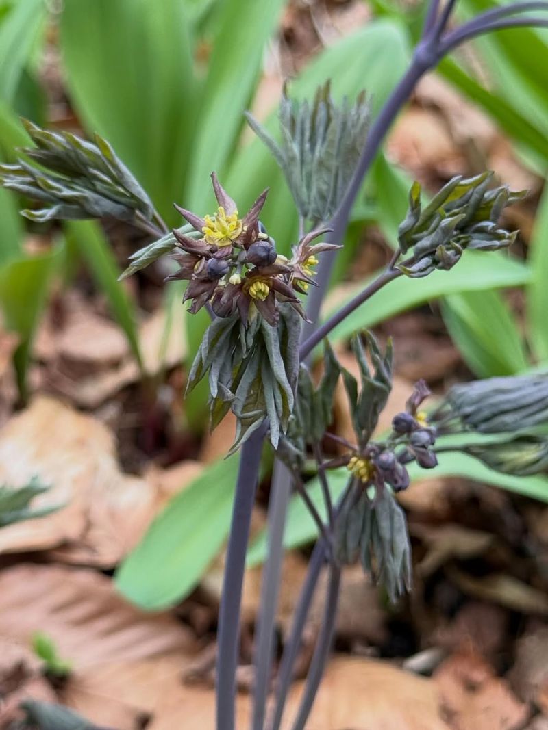 Blue Cohosh (Caulophyllum Thalictroides)