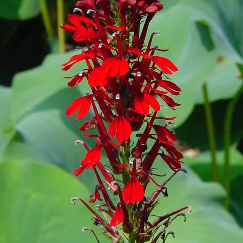 Cardinal Flower 