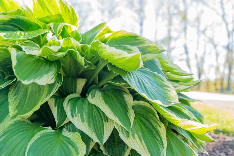 Hostas
