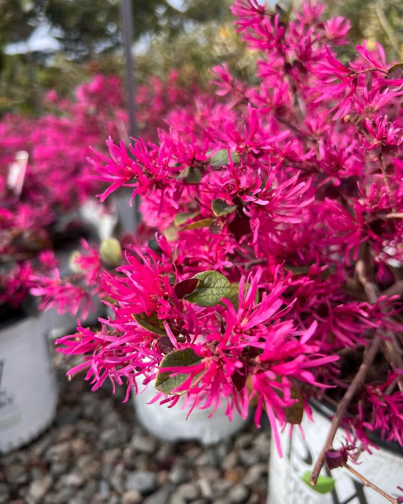 Loropetalum Responds Well As New Growth Appears
