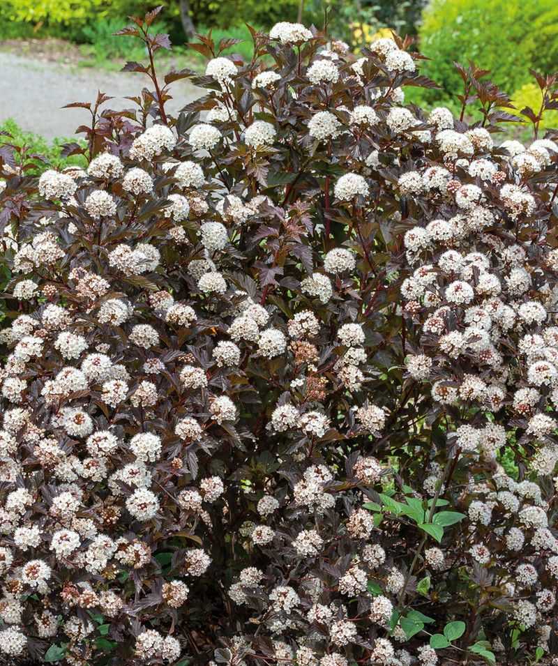 Ninebark (Physocarpus Opulifolius)