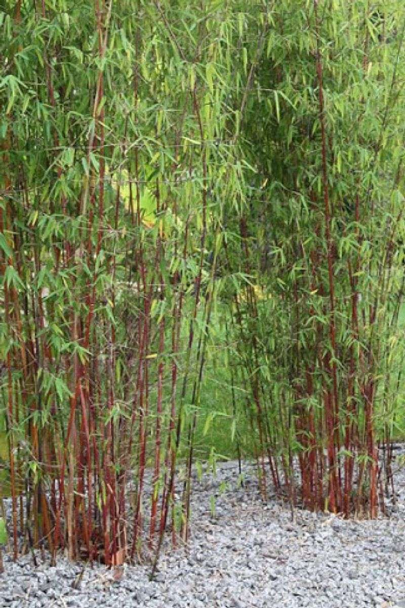 Clumping Bamboo (Fargesia Spp.)