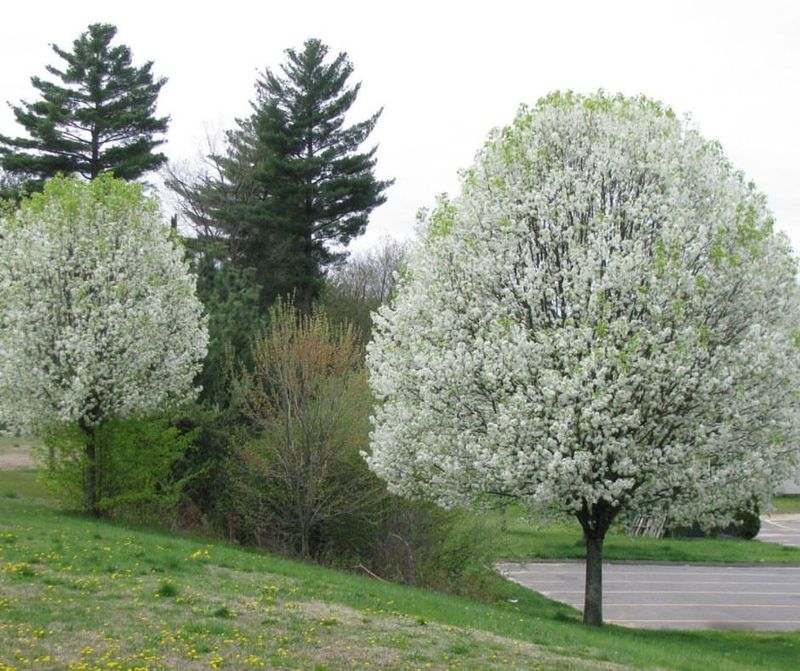 Callery Pear (Pyrus calleryana)