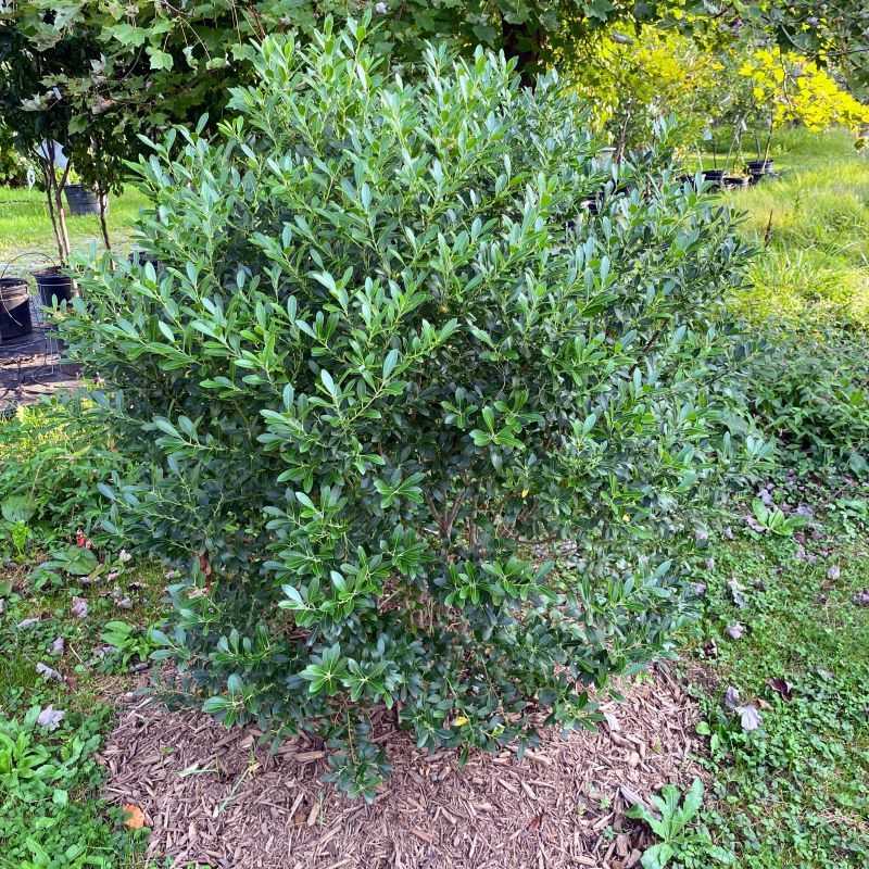 Inkberry Holly (Ilex glabra)