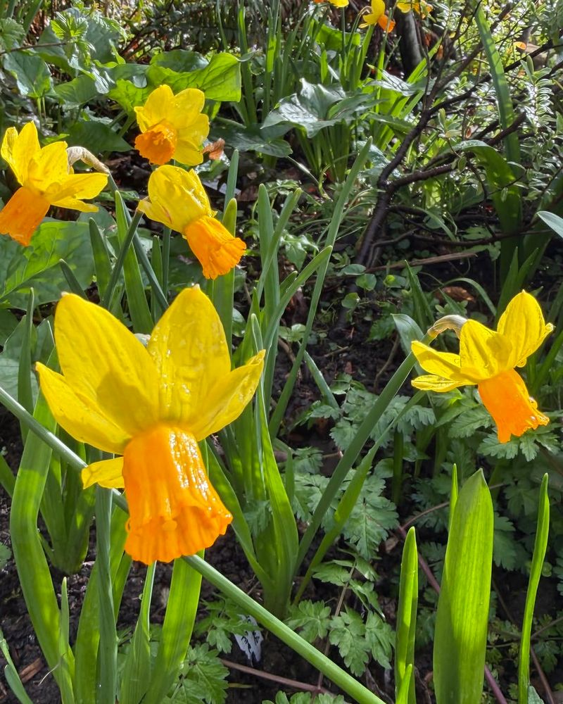 Daffodils (Narcissus)