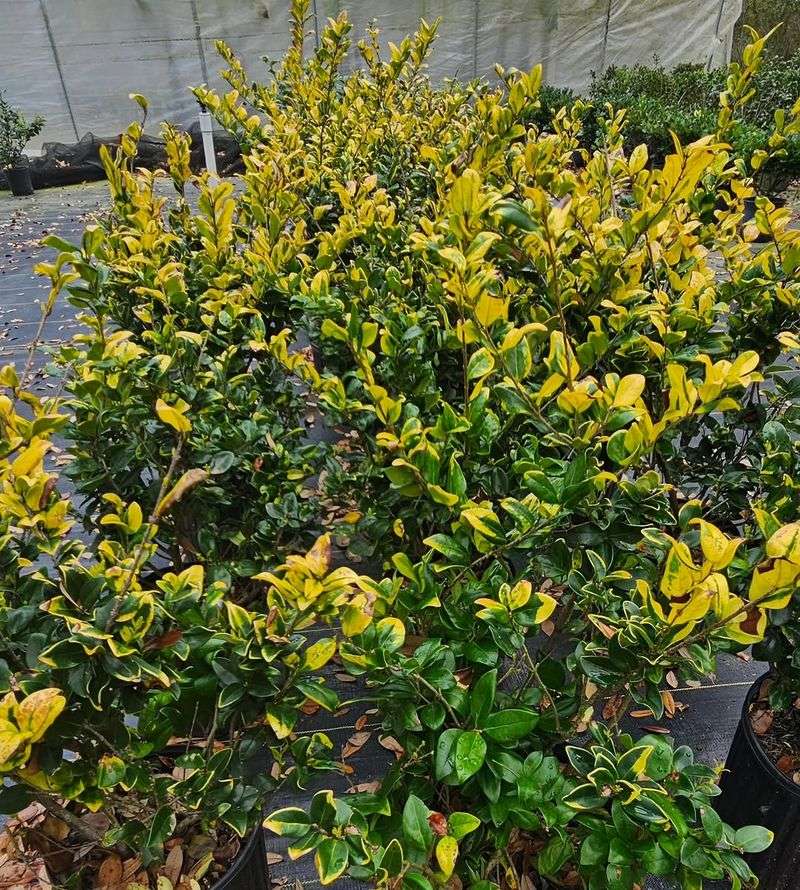 Dwarf Yaupon Holly Offers A Neat And Drought-Tolerant Shape