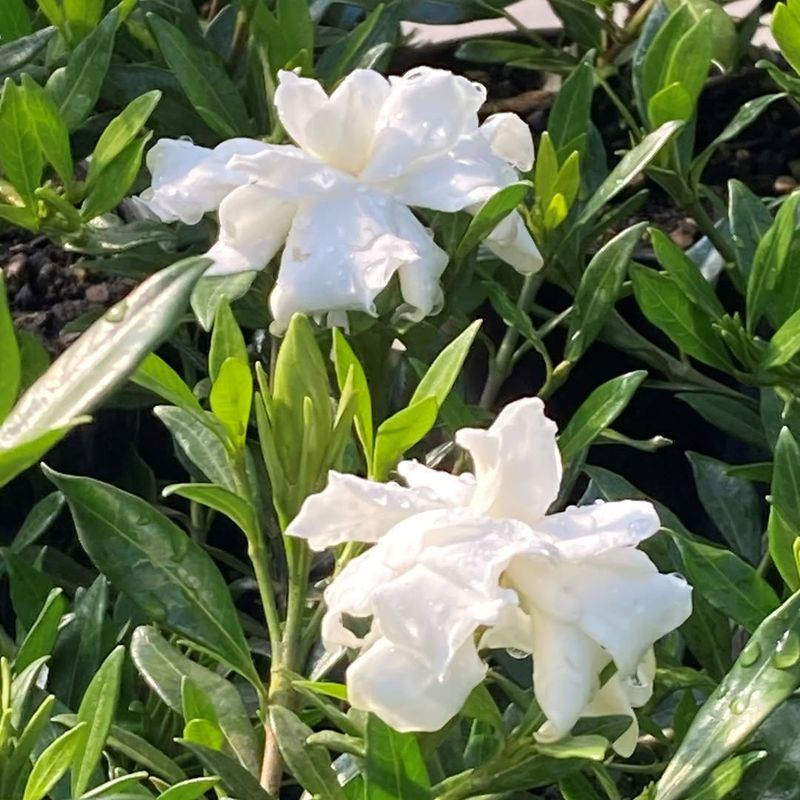 Gardenia Benefits From Warm Spring Planting