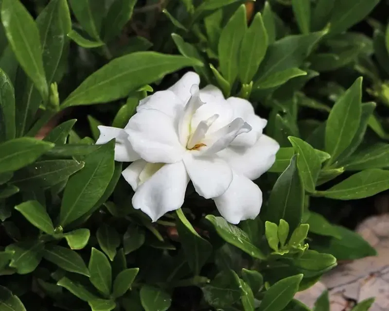 Gardenia Radicans Stays Low With Strong Summer Blooms