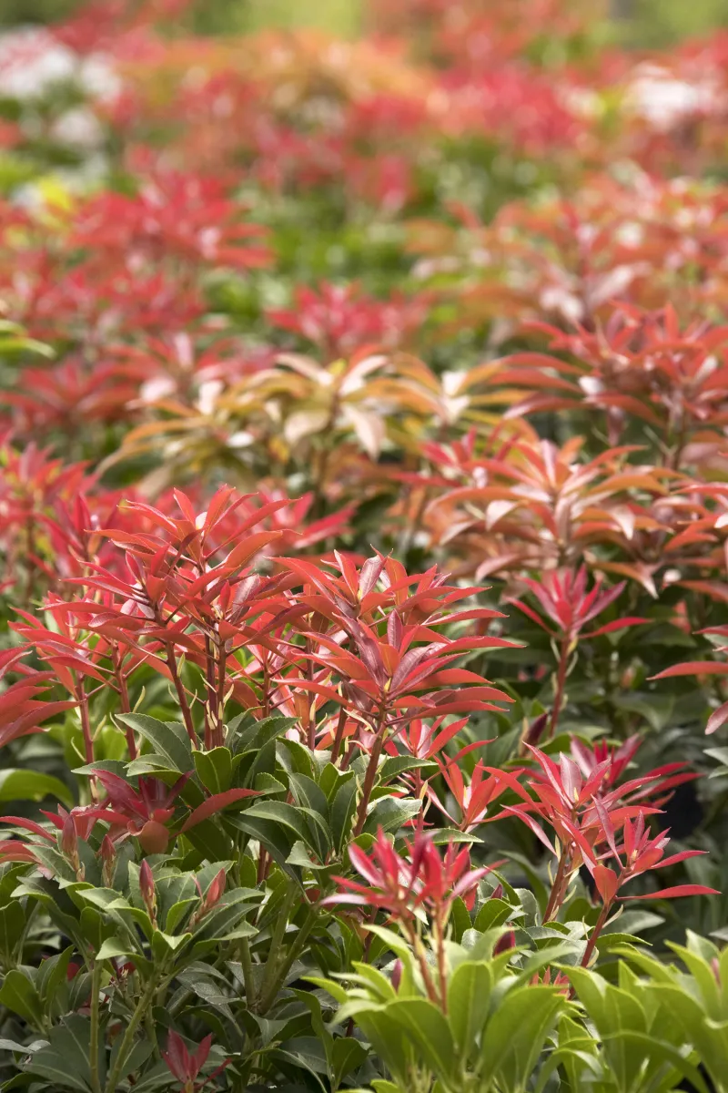 Pieris Brightens Shady Spots With Evergreen Style