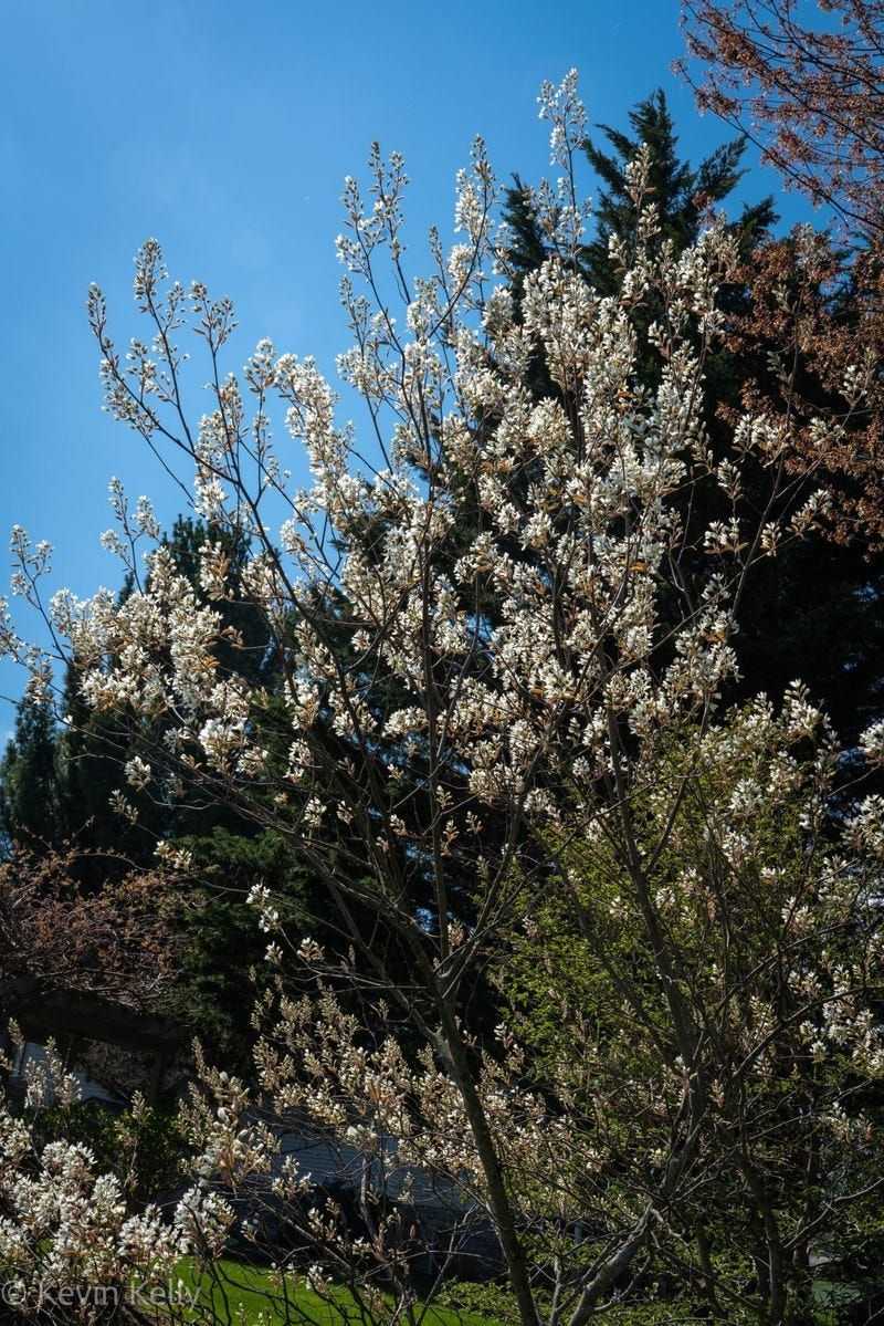 Serviceberry Creates Light Privacy With Multi-Stem Growth