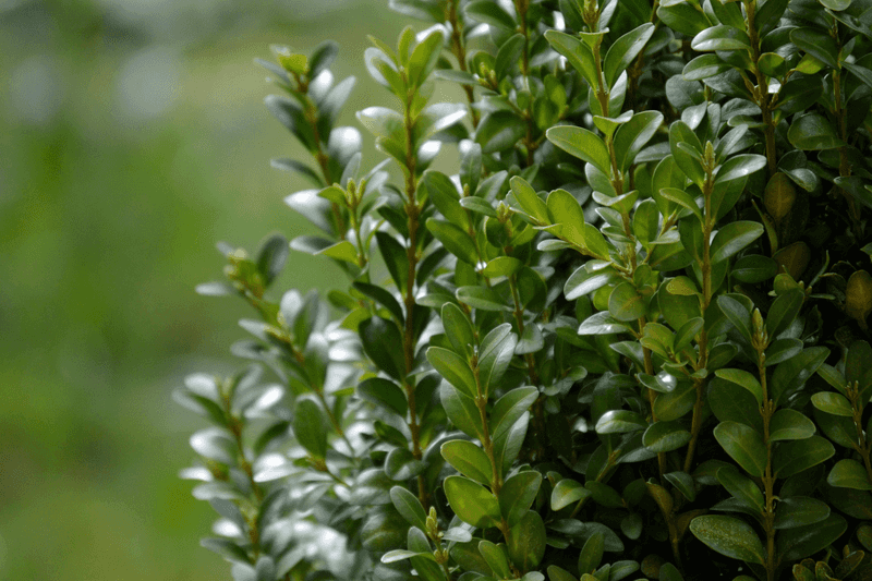 Boxwood 