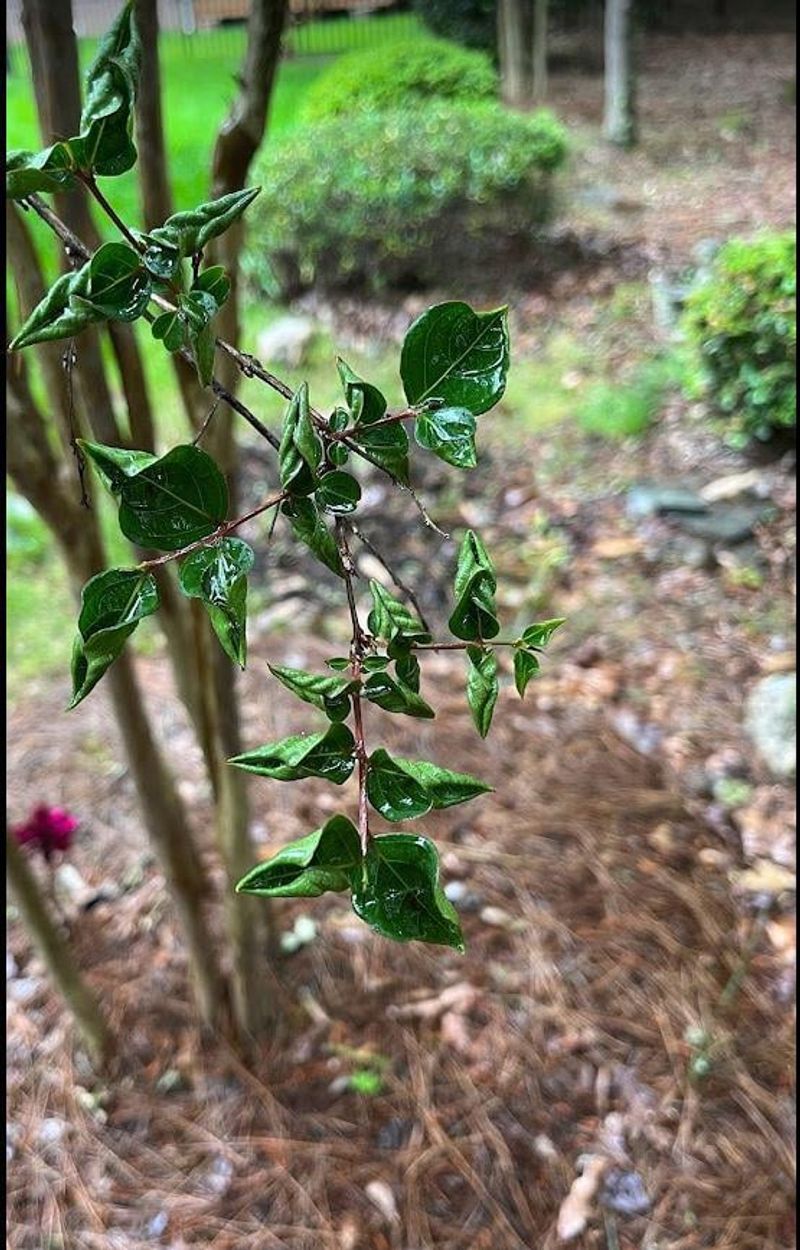 Small Or Distorted Leaves On New Growth