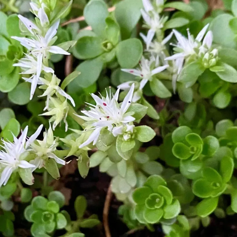 Oregon Stonecrop