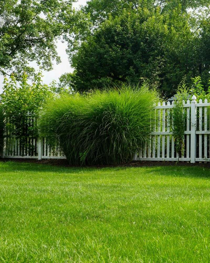 Letting Growth Get Too Tall Then Scalping It