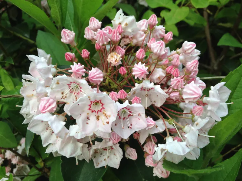 Mountain Laurel (Kalmia latifolia)